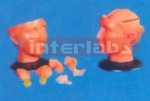 GIANT DELUXE HEAD MODEL WITH 8-PARTS PINKISH BRAINS (9 PARTS).