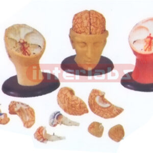 BIG DELUXE HEAD MODEL 8-PCS PINKIS BRAIN