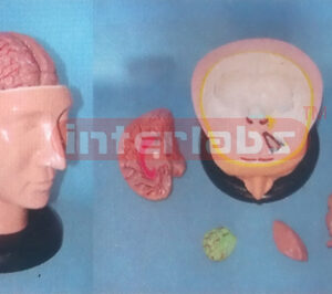 BIG DELUXE HEAD MODEL WITH PINKISH BRAIN (6PCS)