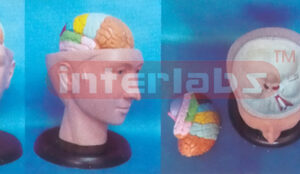 DELUXE HEAD MODEL WITH COLOUR SEPARATIONAL BRAIN (3PCS)