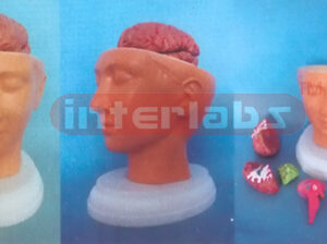 DELUXE HEAD MODEL WITH PINKISH BRAIN (9 PCS)