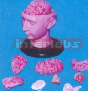 BIG DELUXE HEAD WITH 8-PCS BRAINS