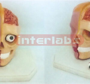 GIANT DELUXE HEAD MODEL WITH VIEW BRAIN (2PCS)