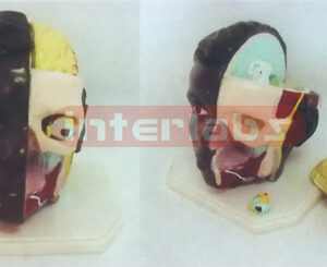 GIANT DELUXE HEAD MODEL WITH HALF BRAIN (3PCS)