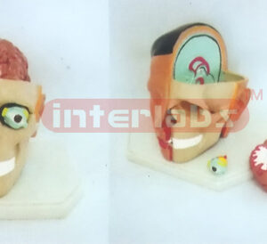 GIANT DELUXE HEAD MODEL WITH HALF BRAIN (6PCS)