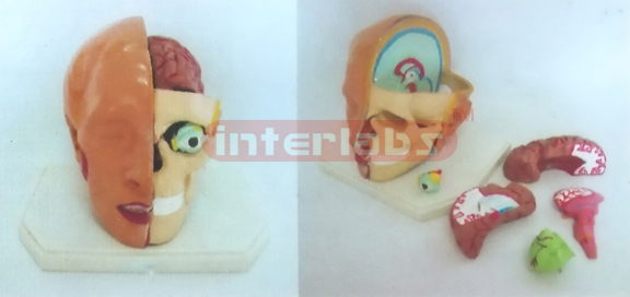 GIANT DELUXE HEAD MODEL WITH HALF BRAIN (6PCS)