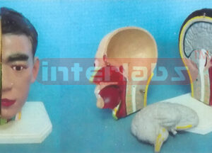 GIANT DELUXE HEAD MODEL WITH HALF BRAIN (3PCS)