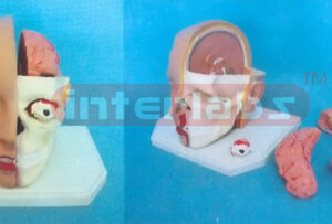 GIANT DELUXE HEAD MODEL WITH HALF BRAIN (6PCS)