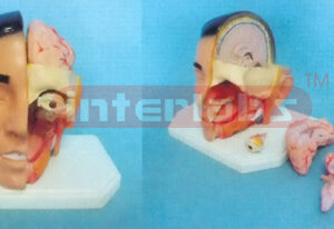 GIANT DELUXE HEAD MODEL WITH HALF BRAIN (6PCS)