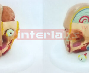MIDDLE HEAD MODEL WITH HALF BRAIN (3PCS)
