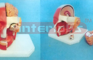 GIANT DELUXE HEAD MODEL WITH HALF BRAIN (6PCS)