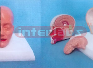 MIDDLE HEAD MODEL WITH HALF BRAIN (3PCS)