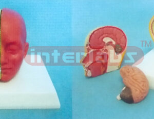 MIDDLE HEAD MODEL WITH HALF BRAIN (3PCS)