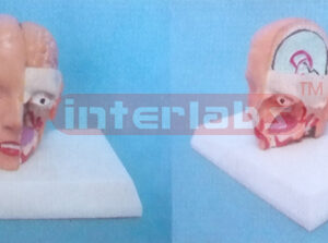 MIDDLE HEAD MODEL WITH HALF BRAIN (2PCS)