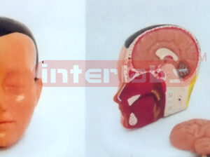 MIDDLE HEAD MODEL WITH HALF BRAIN (3PCS)