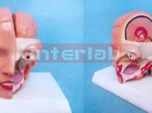MIDDLE HEAD MODEL WITH HALF BRAIN (2PCS)