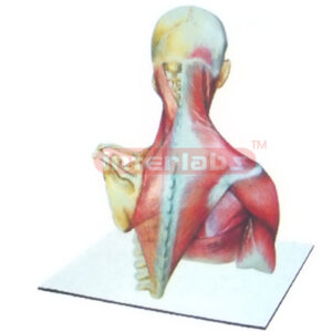 HUMAN NECK & BACK MODEL WITH MUSCLES AND SKELETONS
