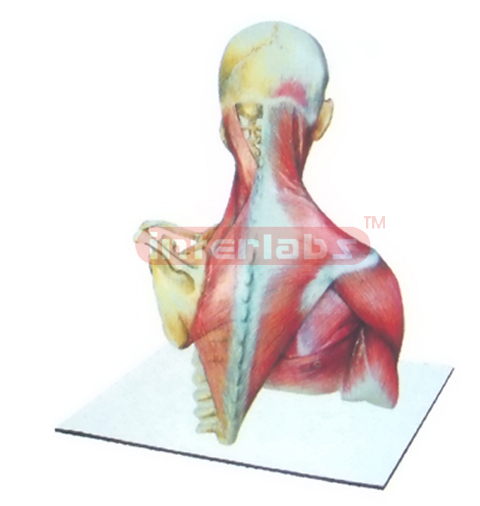 HUMAN NECK & BACK MODEL WITH MUSCLES AND SKELETONS
