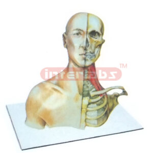 HUMAN HEAD, NECK &THORACIC CAVITY MODEL WITH HALF MUSCLE & HALF SKELETAL ANATOMY