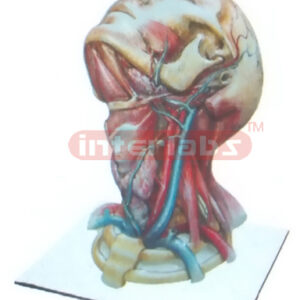 HUMAN HEAD & NECK DISTRIBUTION MODEL FOR MAIN ARTERY
