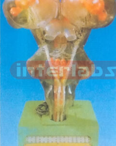 THE ANATOMY MODEL OF TRANSPARENT BRAIN STEM BY ELECTRO-DYNAMIC.