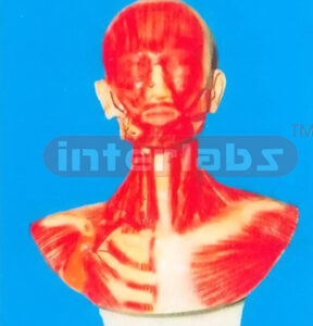 HEAD, FACEANDNECK SECTION MODEL WITH MUSCULATURE AND BLOOD VESSELS DISTRIBUTION OUTSIDE NECK.