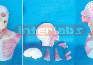 HEAD AND NECK SECTION MODEL WITH MUSCULATUREAND BLOOD VESSELS AND ADDING BRAIN N.A.
