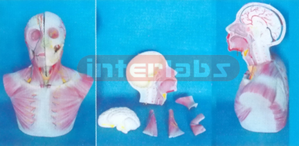 HEAD AND NECK SECTION MODEL WITH MUSCULATUREAND BLOOD VESSELS AND ADDING BRAIN N.A.