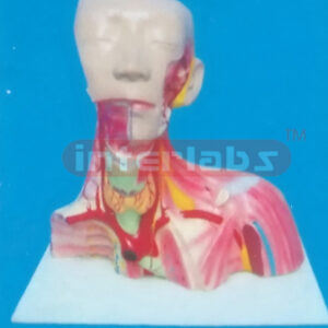 (38 x 37 x 19 cm) LOCAL ANATOMY OF HEAD, HEAD CAVITY, NECK AND THORAX MODEL