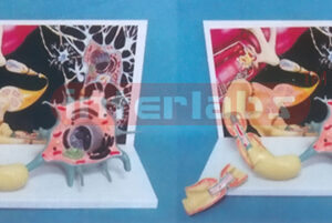 HUMAN MOTOR NERVOUS MODEL