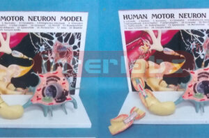 HUMAN MOTOR NERVOUS MODEL (A TYPE)