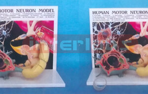 HUMAN MOTOR NEROUS MODEL WITH DESCRIPTION PLATE