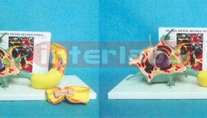 HUMAN MODEL OF MOTOR NERVOUS W/NUMBERED AND DESCRIPTION PLATE