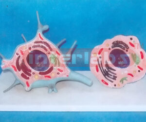 ADVANCED CELL (MOTOR NEURON) AND SIMPLE CELL COMPARISON MODEL