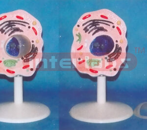 SIMPLE HUMAN CELL MODEL