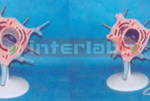 ADVANCED HUMAN CELL (MOTOR NEURON CELL) MODEL