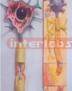 HUMAN ADVANCED COMPOSITIVE MOTOR NERVES SYSTEM WOODEN PLATE