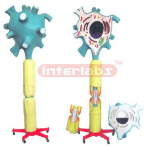 SUPER VERTICAL MOTOR NEURON MODEL W/PLASTIC STAND