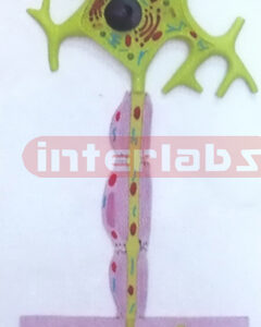 HANGING MOTOR NEURON MODEL