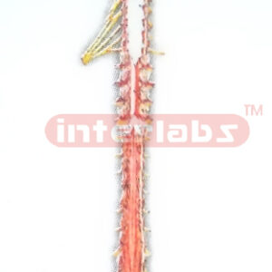 MIDBRAIN-MEDULLA OBLONGATA AND SPINAL CORD (POSTERIOR VIEW)