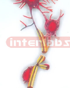 HANGING HUMAN NEURON COLLECTION  MODEL