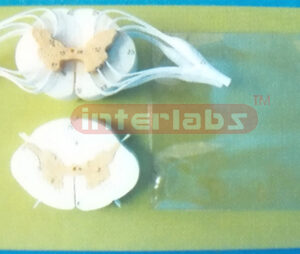SPINE CORD SYSTEM MODEL, USA-TYPE