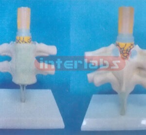 ANATOMICAL SPINE CORD MODEL