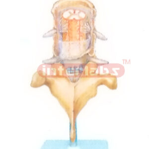 MENINGES MODELOF THE SPINAL CORD (POSTERIOR ASPECT)