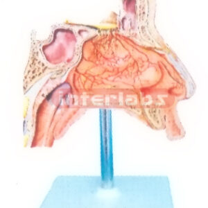 HUMAN NERVES MODEL IS THE NASAL CAVITY