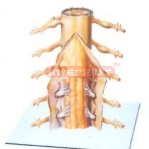 CAPSULES MODEL OF SPINAL CORD (POSTERIOR ASPECT)