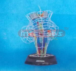 DEEP SENSATION AND VESTIBULE CONDUCTION MODEL