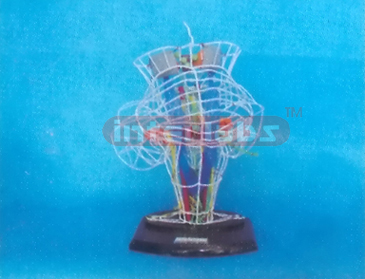 DEEP SENSATION AND VESTIBULE CONDUCTION MODEL