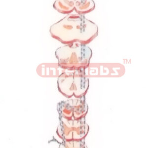 HUMAN PAIN. THALPOSIS AND PSELAPHESIC CONDUCTIVE PATHWAYS MODEL OFTHE TRUNK AND LIMBS