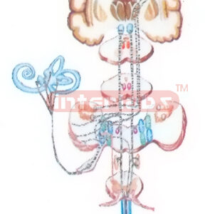 THE PROPRIOCEPTION AND REFINED TACTILE SENSATION PATHWAY OF TRUNK AND LIMBS